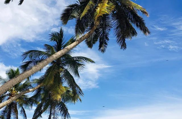 Palmeras inclinadas sobre el mar en Pampatar
