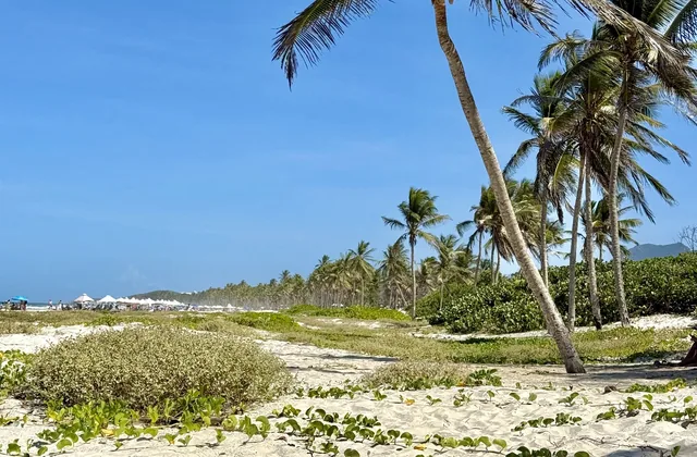 Palmeras y vegetación de duna en Playa El Agua