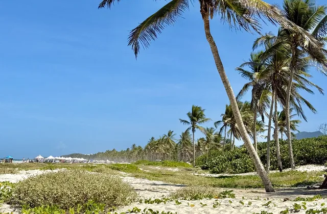Palmeras sobre la duna de arena de Playa El Agua