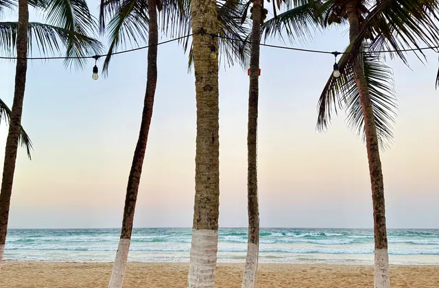 Palmeras altas en la arena de Playa Guacuco